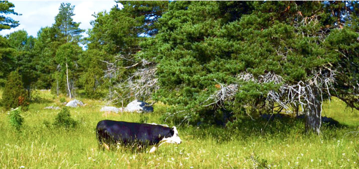 Naturbete-Foto-Jan-Warnback-WWF_bred.jpg